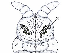 Pseudachorutes parvulus (Collembola) from Spain
Axis (G-A) of eyepatch directed to the side
Modified after Arbea JI & Jordana R, 1997 Fig.144A