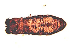 Pseudachorutes parvulus (Collembola) from Spain
In state of anhydrobiosis
Arbea JI & Blasco-Zumeta J, 2001 Fig.2