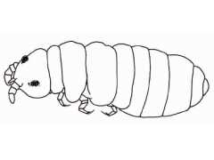 Pratanurida sp. (Collembola) from Spain
After Arbea JI, 2013 Fig.8