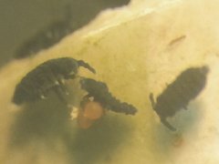 Pseudanurida bogoyawlenskyi (Collembola) from Pakistan
With orange eggs
After Aslam S, Arbea JI & Siddiqui G, 2018 Fig.10