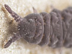 Setanodosa afurcata (Collembola) from Australia
Ant.3 and 4 indistinctly separated
Eye with 8 ocelli
2024.08.04 © Amara P.D.