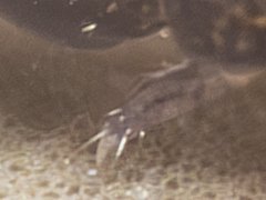 Setanodosa afurcata (Collembola) from Australia
Tibiotarsi with 3 strongly clavate tenent setae
Median tibiotarsal tenent macroseta subapical
2024.08.04 © Amara P.D.