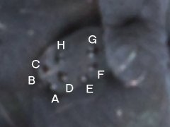 Pseudachorutes sp. (Collembola) from Tasmania
Eye with 8 ocelli
2021.07.05 © Ellingsen, K.