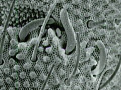 Tullbergia sp. (Collembola) from Tasmania
Ant.3 organ with 3 sensory clubs
After Ireson JE, 1990 Fig.71