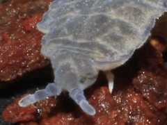 Pseudachorutinae sp. nov.from Australia
2011.03.11 © Keszei, A.