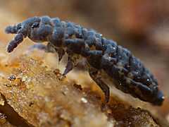 Pseudachorutes conspicuatus ssp. lineatus (Collembola) from Tasmania
2014.03.09 © Murray, A.