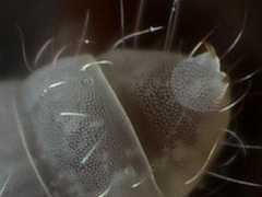 Tullbergia? sp. (Collembola) from Tasmania
Anal spines
2014.04.04 © Murray, A.