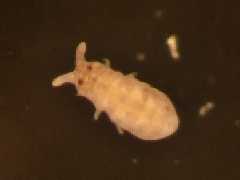 Brachystomella dianae (Collembola) from Australia
2010.08.17 © Stevens, M.