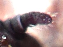 Setanodosa afurcata? ♀ (Collembola) from Australia
Ant.3+4 apparently fused
2018.08.15 © Vale, E.