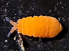 Pseudachorutes sp. (Collembola) from Australia
Yellow colour form
2023.07.02 © Watts, Br.