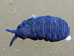 Pseudachorutes sp. (Collembola) from Australia
Blue colour form
2023.07.14 © Watts, Br.