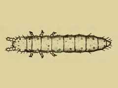 Tullbergia collis (Collembola) from the USA
After Bacon GA, 1914 Fig.1