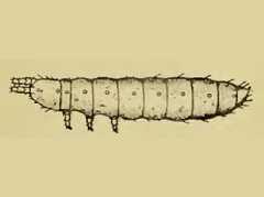 Tullbergia collis (Collembola) from the USA
After Bacon GA, 1914 Fig.2