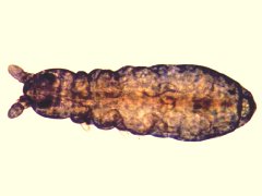 Brachystomella terrafolia (Collembola) from India
After Bano R, 2016 p.58