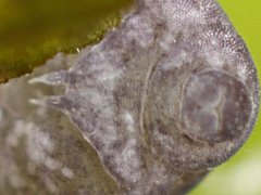 Pseudachorutes sp. (Collembola) from Belgium
Furcula with broad manubrium and short dentes
2019.05.25 © Huskens, M.-L.