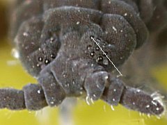 Pseudachorutes parvulus (Collembola) from Belgium
Axis (G-A) of eyepatch directed to the side
2019.09.01 © Huskens, M.-L.