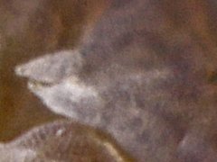 Pseudachorutes parvulus (Collembola) from Belgium
Furcula with short dentes and mucrones
2019.09.14 © Huskens, M.-L.