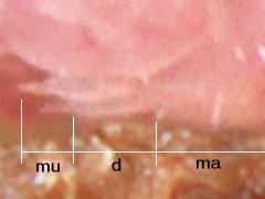 Brachystomella parvula (Collembola) from Belgium
Furcula with manubrium (ma), dentes (d) and mucrones (mu)
2020.10.08 © Huskens, M.-L.