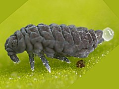 Pseudachorutes parvulus (Collembola) from Belgium
Preparing for a jump
Anal sacs exposed
2020.02.26 © Huskens, M.-L.