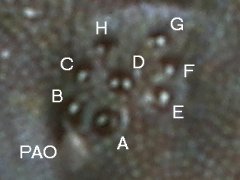Pseudachorutes parvulus (Collembola) from Belgium
8 ocelli (A-H); post-antennal organ (PAO)
2020.02.26 © Huskens, M.-L.