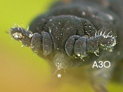 Pseudachorutes parvulus (Collembola) from Belgium
Ant.3 sensory organ (A3O)
Distinctly pointed mouthcone (*)
2020.07.11 © Huskens, M.-L.