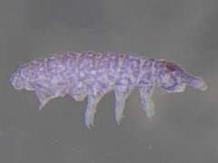 Brachystomella sp. (Collembola) from Vanuatu
2006 © Boldsystems.org