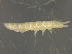 Metaphorura affinis
2006 © Boldsystems.org