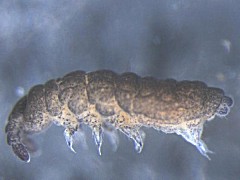 Pseudachorutes palmiensis (Collembola) from France
2006 © Boldsystems.org