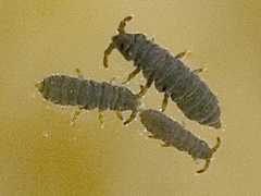 Pseudanurida billitonensis (Collembola) from Singapore
2007.06.07 © Ng, M.