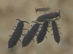 Pseudanurida billitonensis (Collembola) from Singapore
2007.06.07 © Ng, M.