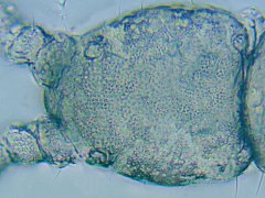 Mesaphorura sp. (Collembola) from Canada
With 2 anterior + 2 posterior cephalic pseudocelli
2021.11.26 © Brousseau, P.-M.
