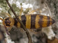 Checklist of the Collembola: Entomobryinae
