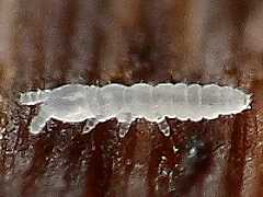 Mesaphorurinae juv. (Collembola) from Canada
2014.02.02 © Hochhalter, R.