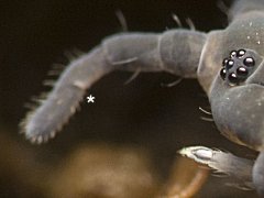 Pseudachorutella gigas (Collembola) from Chile
Ant.3+4 dorsally fused, ventrally separate (*)
2016.09.02 © Invertebrados, C.