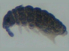 Brachystomellides compositus (Collembola) from Brazil
After Cipola NG & al, 2019 Fig.13