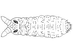 Pseudachorutes deficiens (Collembola) from Algeria
After Zoughailech A, Hamra-Kroua S & Deharveng L, 2016 Fig.1A,E