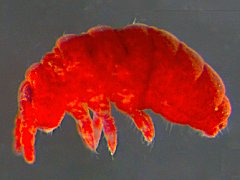 Setanodosa jacquesi (Collembola) from South Africa
After Janion-Scheepers C & Deharveng L, 2022 Fig.?
