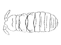 Pseudachorutes Handschini(sic) (Collembola) from Ethiopia
After Denis J-R, 1924 Fig.31