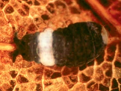 Pseudachorutes aureofasciatus
1980 © Norton, R.A. in Dindal.