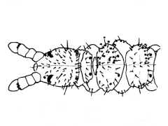 Tullbergia bella (Collembola) from Norway
After Fjellberg, A, 1988 Fig.2G