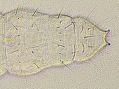 Paratullbergia ?macdougalli? (Collembola) from France
Abd.6 without large dorsal tubercles
2019.10.04 © Brousseau, P.M.