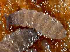 Pseudachorutes sp. (Collembola) from France
2016.03.03 © Garcelon, P.