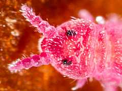 Brachystomella parvula (Collembola) from France
2012.01.23 © Lebeaux, P.