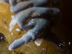 Pseudachorutes corticicolus (Collembola) from France
Pointed mouthcone
2018.06.16 © Tiky, S.