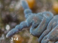 Pseudachorutes corticicolus (Collembola) from France
Ant.3+4 fused
2018.06.16 © Tiky, S.