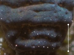 Pseudachorutes corticicolus (Collembola) from France
Abd.4 chaetotaxy
2018.06.16 © Tiky, S.