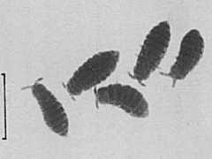 Brachystomella platensis (Collembola) from Australia
After Greenslade P & Ireson JE, 1986 Fig.18