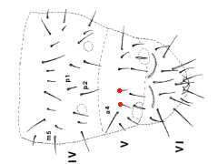 Mesaphorura critica (Collembola) from Australia
After Greenslade P, 1992 Fig.2