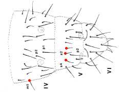 Mesaphorura macrochaeta (Collembola) from Australia
After Greenslade P, 1992 Fig.1