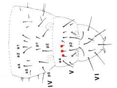 Mesaphorura yosiii (Collembola) from Australia
After Greenslade P, 1992 Fig.3